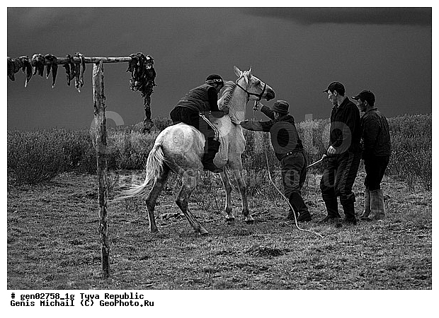 ������, ������, ����, ����, ��������, ������, ���������������, ���������� ������, ���������� ����, ��������, �������� ����������, ��������, ��������, �������������, �������������, �����, �����, XYZ, ���������, Equidae, �������� ������, Equus ferus caballus