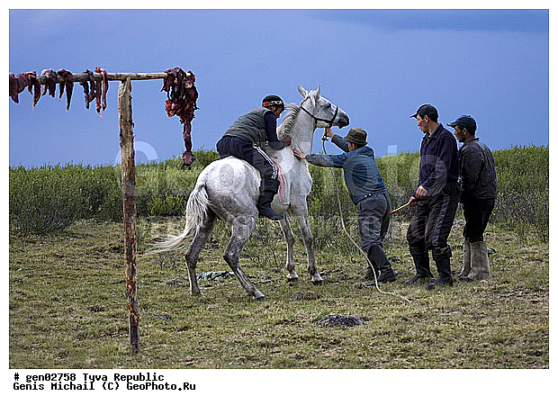 ������, ������, ����, ����, ��������, ������, ���������������, ���������� ������, ���������� ����, ��������, �������� ����������, ��������, ��������, �������������, �������������, �����, �����, XYZ, ���������, Equidae, �������� ������, Equus ferus caballus