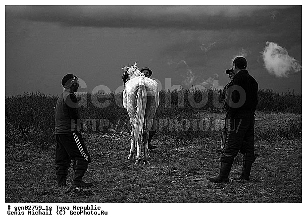 ������, ������, ����, ����, ��������, ������, ���������������, ���������� ������, ���������� ����, ��������, �������� ����������, ��������, ��������, �������������, �������������, �����, �����, XYZ, ���������, Equidae, �������� ������, Equus ferus caballus