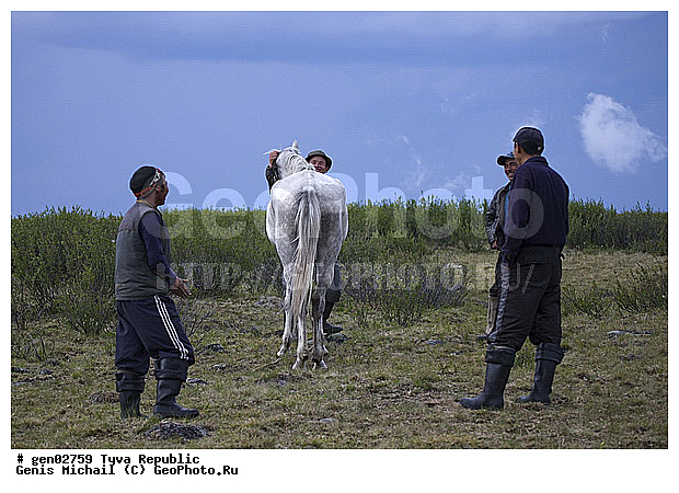 ������, ������, ����, ����, ��������, ������, ���������������, ���������� ������, ���������� ����, ��������, �������� ����������, ��������, ��������, �������������, �������������, �����, �����, XYZ, ���������, Equidae, �������� ������, Equus ferus caballus