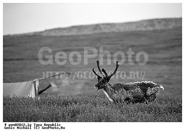 ������, ������, ����, ����, ���������� ����, ��������, �������� ����������, ��������, ��������, �������������, �������������, �����, �����, XYZ, ��������, ������, Cervidae, �������� �����, ������, Rangifer tarandus