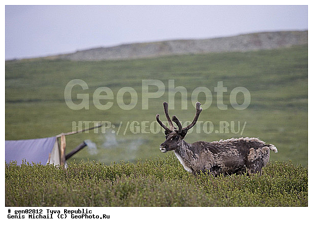 ������, ������, ����, ����, ���������� ����, ��������, �������� ����������, ��������, ��������, �������������, �������������, �����, �����, XYZ, ��������, ������, Cervidae, �������� �����, ������, Rangifer tarandus