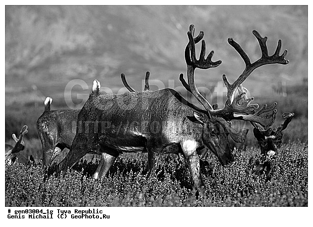 ������, ������, ����, ����, ��������, �����, �����, ���������� ����, ��������, �������� ����������, ��������, ��������, �������������, �������������, �����, �����, XYZ, ��������, ������, Cervidae, �������� �����, ������, Rangifer tarandus