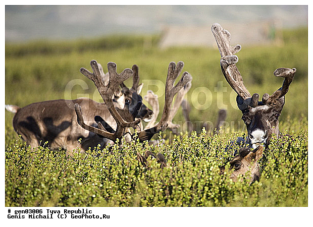 ������, ������, ����, ����, ��������, �����, �����, ���������� ����, ��������, �������� ����������, ��������, ��������, �������������, �������������, �����, �����, XYZ, ��������, ������, Cervidae, �������� �����, ������, Rangifer tarandus