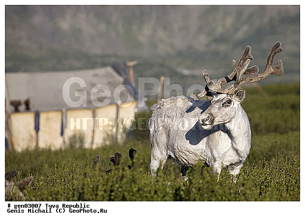 ������, ������, ����, ����, ���������� ����, ��������, �������� ����������, ��������, ��������, �������������, �������������, �����, �����, XYZ, ��������, ������, Cervidae, �������� �����, ������, Rangifer tarandus
