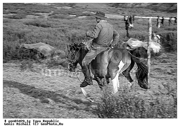 ������, ������, ����, ����, ��������, ������, ���������������, ���������� ������, ���������� ����, ��������, �������� ����������, ��������, ��������, �������������, �������������, �����, �����, XYZ, ���������, Equidae, �������� ������, Equus ferus caballus