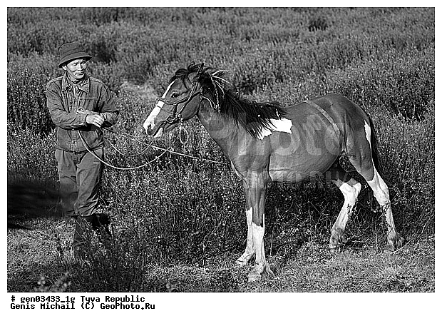 ������, ������, ����, ����, ��������, ������, ���������������, ���������� ������, ���������� ����, ��������, �������� ����������, ��������, ��������, �������������, �������������, �����, �����, XYZ, ���������, Equidae, �������� ������, Equus ferus caballus