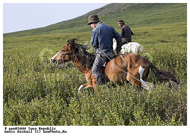 ������, ������, ����, ����, ��������, ������, ���������������, ���������� ������, ���������� ����, ��������, �������� ����������, ��������, ��������, �������������, �������������, �����, �����, XYZ, ���������, Equidae, �������� ������, Equus ferus caballus