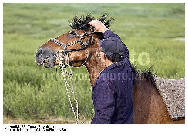 ������, ������, ����, ����, ��������, ������, ���������������, ���������� ������, ���������� ����, ��������, �������� ����������, ��������, ��������, �������������, �������������, �����, �����, XYZ, ���������, Equidae, �������� ������, Equus ferus caballus