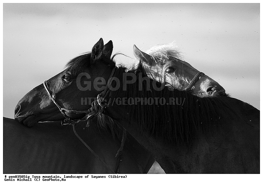 ������, �����, ����, ����, ����, ��������, ������, ������, ���������, ��, ��������, ��������, �������������, �������������, �����, �����, XYZ, ���������, Equidae, �������� ������, Equus ferus caballus