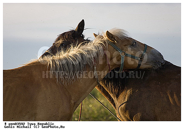 ������, ������, ����, ����, ��������, ��������, ������, ���������������, ���������� ����, ��������, �������� ����������