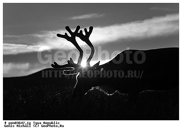 ������, ������, ����, ����, ��������, �����, �����, ���������� ����, ��������, �������� ����������, ��������, ��������, �������������, �������������, �����, �����, XYZ, ��������, ������, Cervidae, �������� �����, ������, Rangifer tarandus