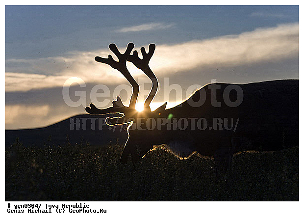 ������, ������, ����, ����, ��������, �����, �����, ���������� ����, ��������, �������� ����������, ��������, ��������, �������������, �������������, �����, �����, XYZ, ��������, ������, Cervidae, �������� �����, ������, Rangifer tarandus