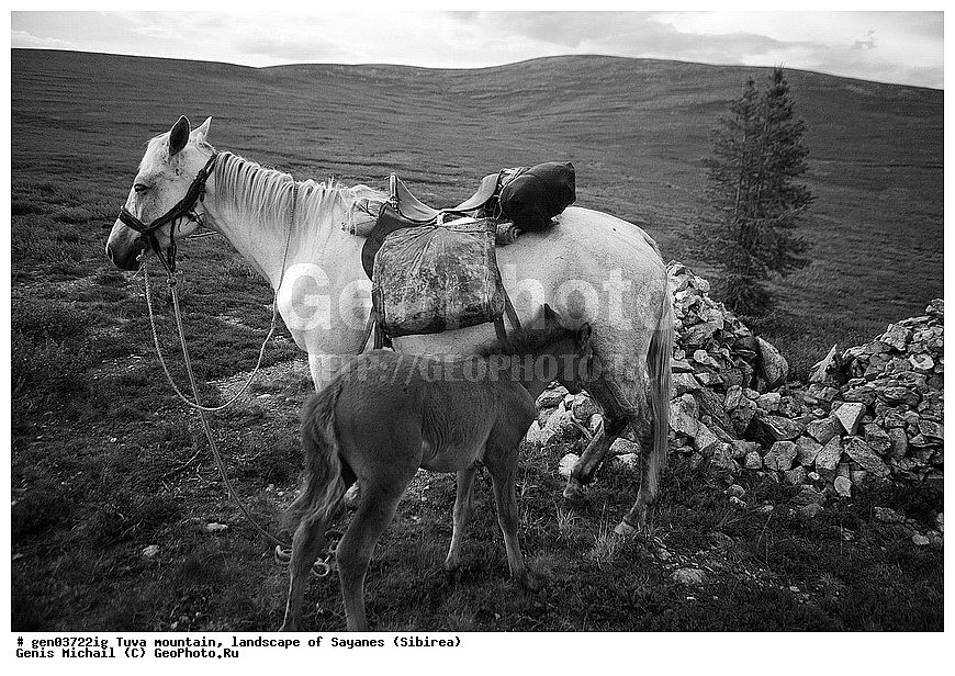 ������, �����, ����, ����, ����, ��������, ������, ������, ���������, ��, ��������, ��������, �������������, �������������, �����, �����, XYZ, ���������, Equidae, �������� ������, Equus ferus caballus