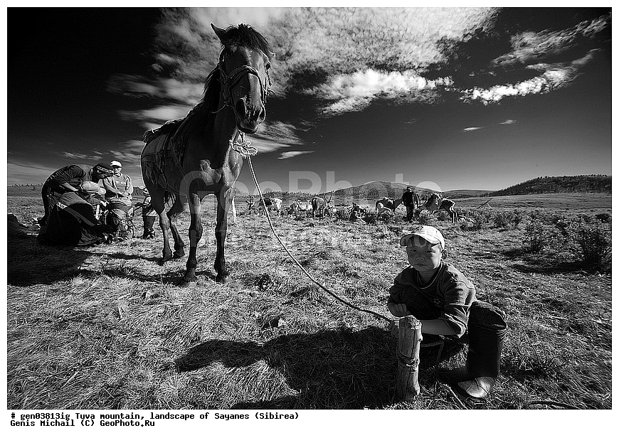 ������, �����, ����, ����, ����, ��������, ������, ������, ���������, ��, ��������, ��������, �������������, �������������, �����, �����, XYZ, ���������, Equidae, �������� ������, Equus ferus caballus