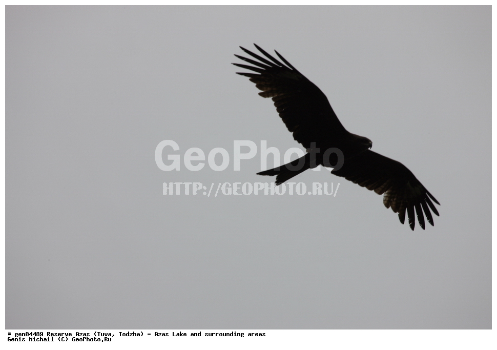  ���������, ����, ����, �����,  ����� ����, �����, �������� ����, ��������� ����, ��������, ��������, �����, �����, ��������, �����������, ������ �����, ������ �����,XYZ, ����������, Accipitridae, ׸���� ������, ������ ������, Milvus migrans