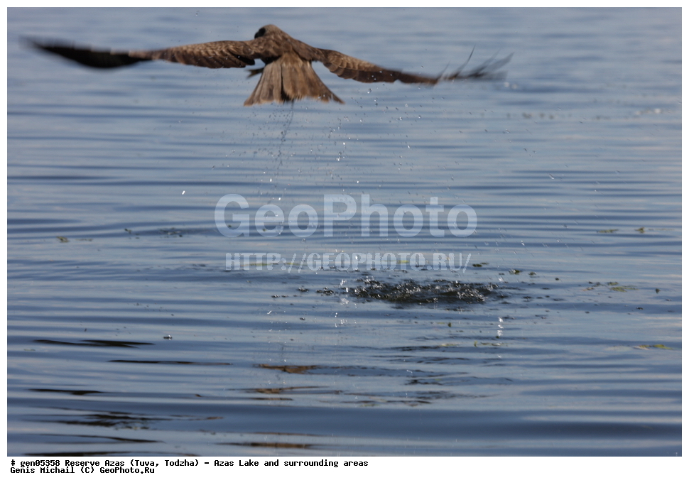  ���������, ����, ����, �����,  ����� ����, �����, �������� ����, ��������� ����, ��������, ��������, �����, �����, ��������, �����������, ������ �����, ������ �����,XYZ, ����������, Accipitridae, ׸���� ������, ������ ������, Milvus migrans