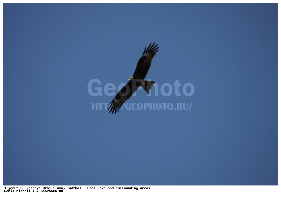  ���������, ����, ����, �����,  ����� ����, �����, �������� ����, ��������� ����, ��������, ��������, �����, �����, ��������, �����������, ������ �����, ������ �����,XYZ, ����������, Accipitridae, ׸���� ������, ������ ������, Milvus migrans