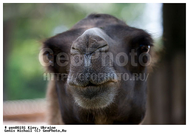 ����, ���������, ������, ����, ������, �������