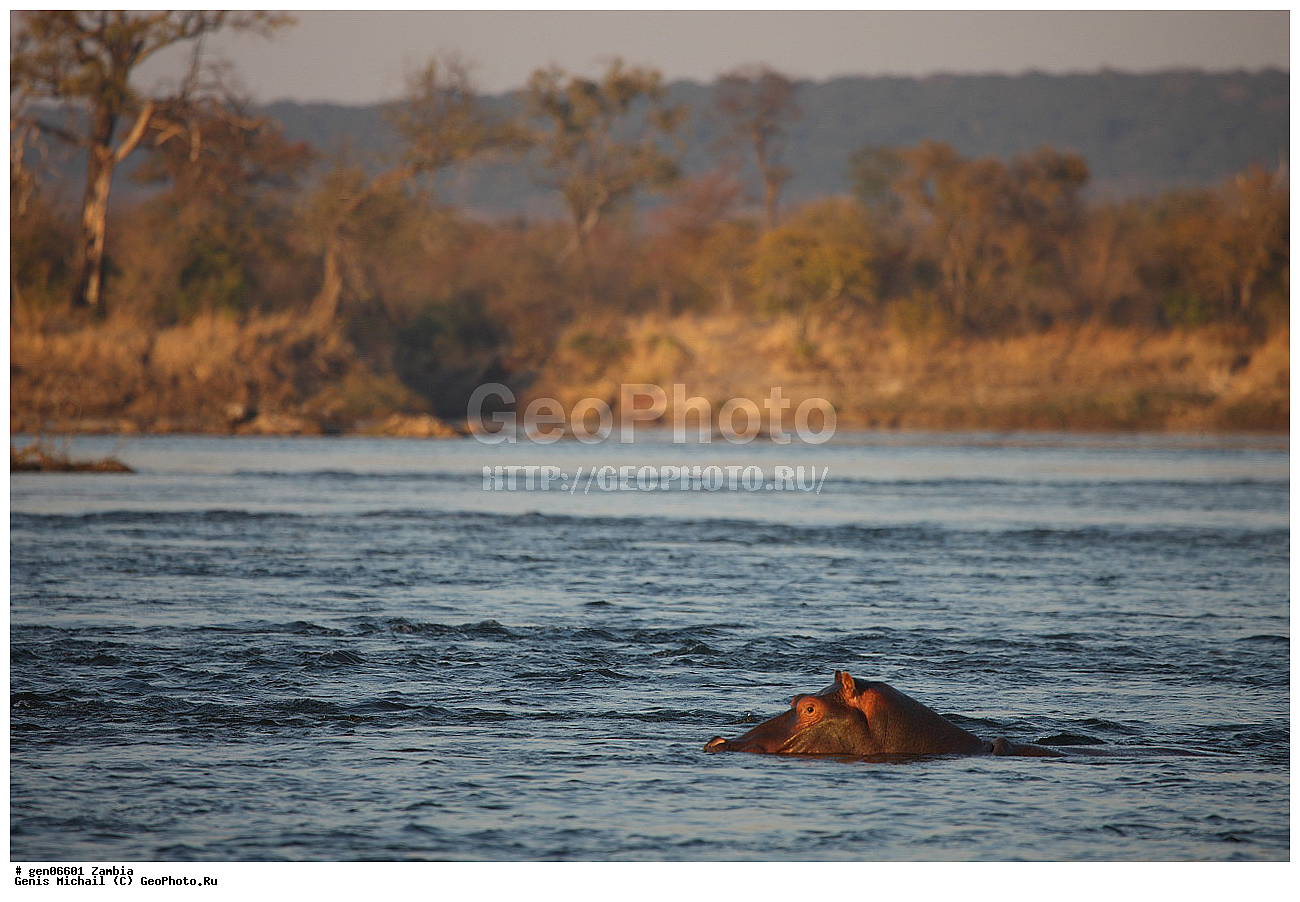 �������������, �����, �����, XYZ, ������, �����������, Hippopotamidae, ������������ �������, ����������, Hippopotamus amphibius