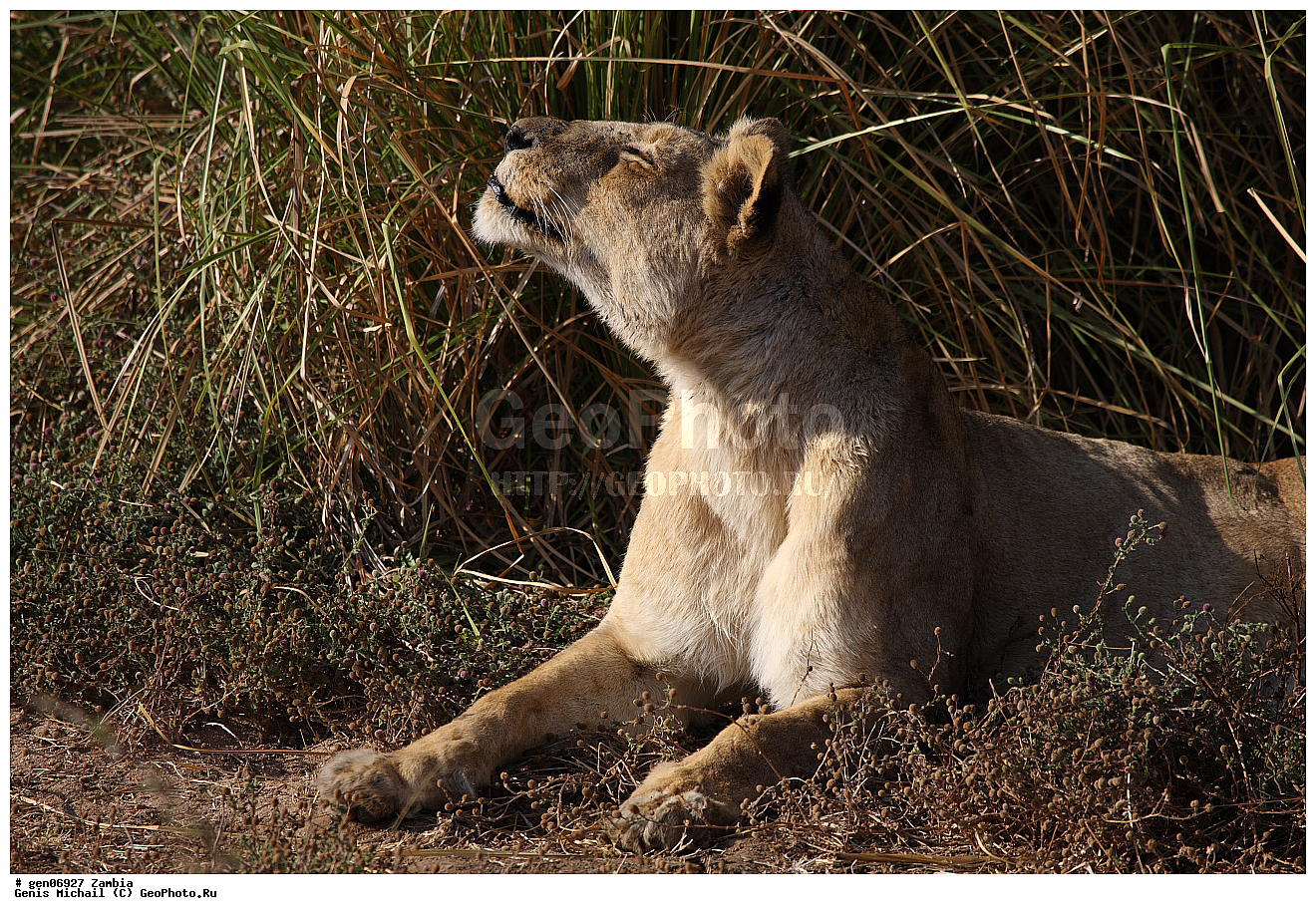 ������, ��������, ��������, �������������, �������������, �����, �����, �������, ������, XYZ, �������, Felidae, ���, Panthera leo, ������