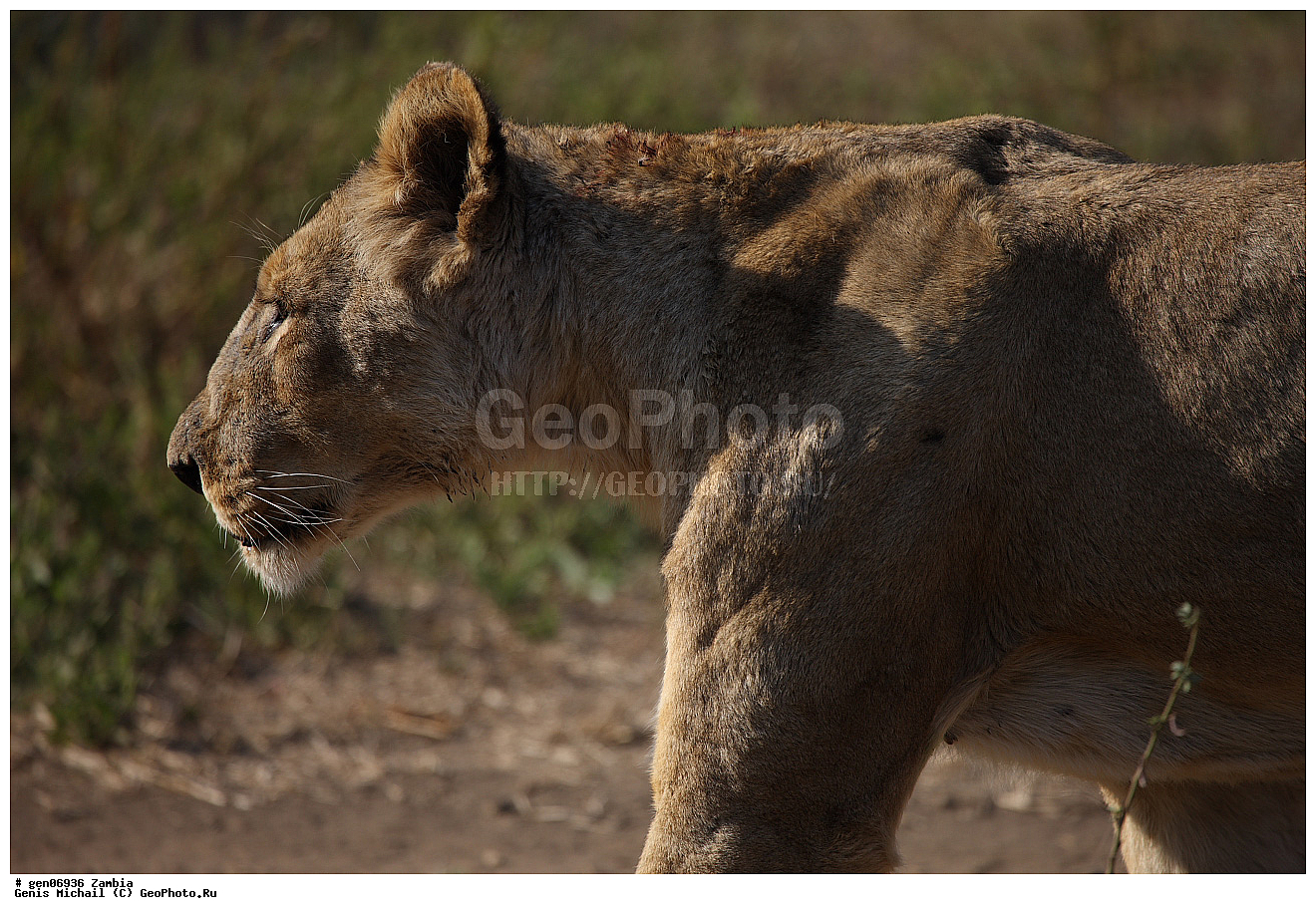 ������, ��������, ��������, �������������, �������������, �����, �����, �������, ������, XYZ, �������, Felidae, ���, Panthera leo, ������