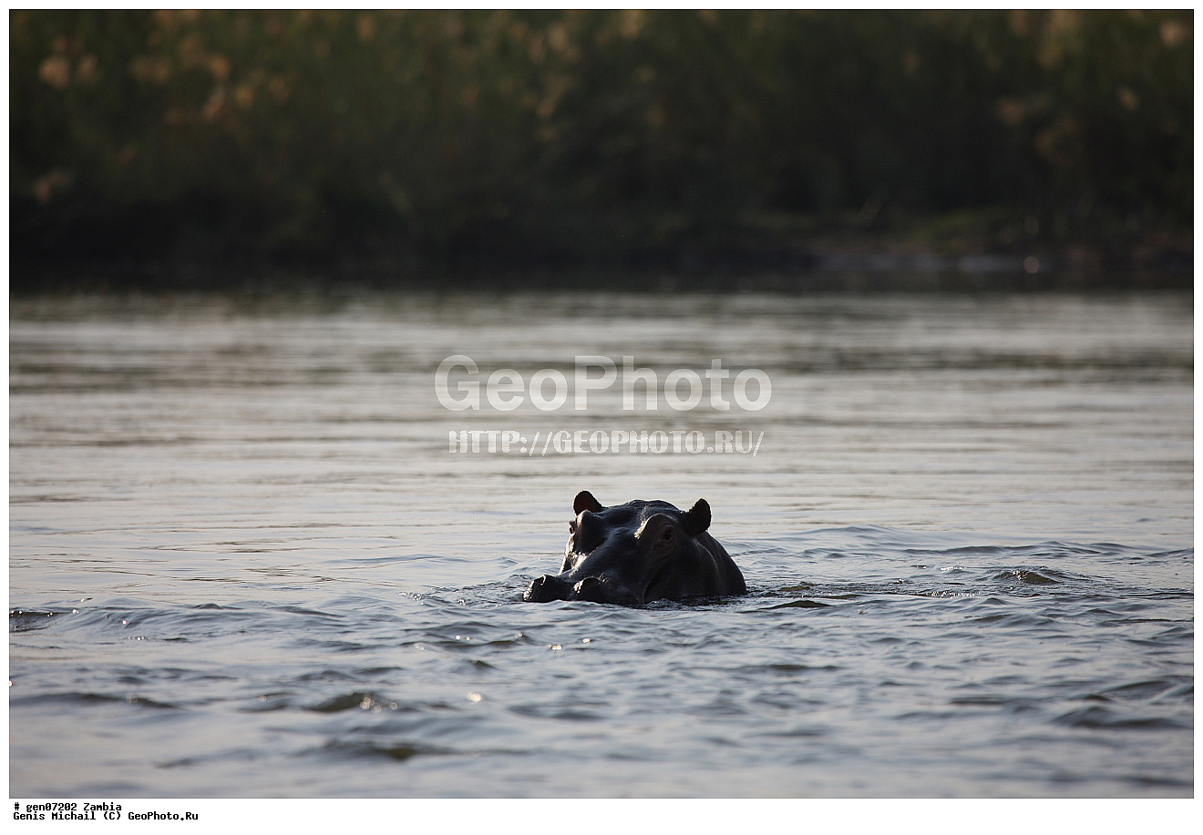 �������������, �����, �����, XYZ, ������, �����������, Hippopotamidae, ������������ �������, ����������, Hippopotamus amphibius