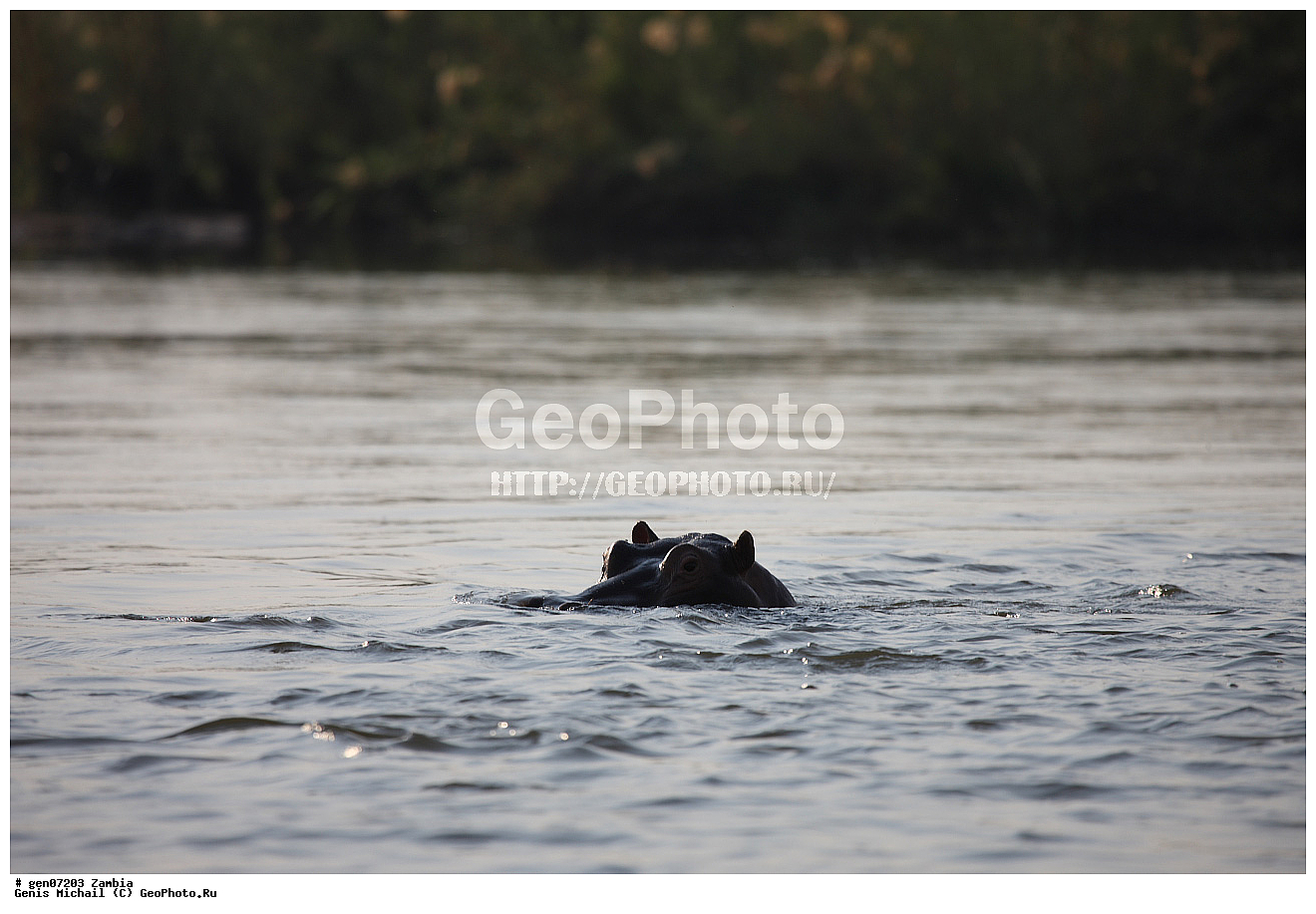 �������������, �����, �����, XYZ, ������, �����������, Hippopotamidae, ������������ �������, ����������, Hippopotamus amphibius