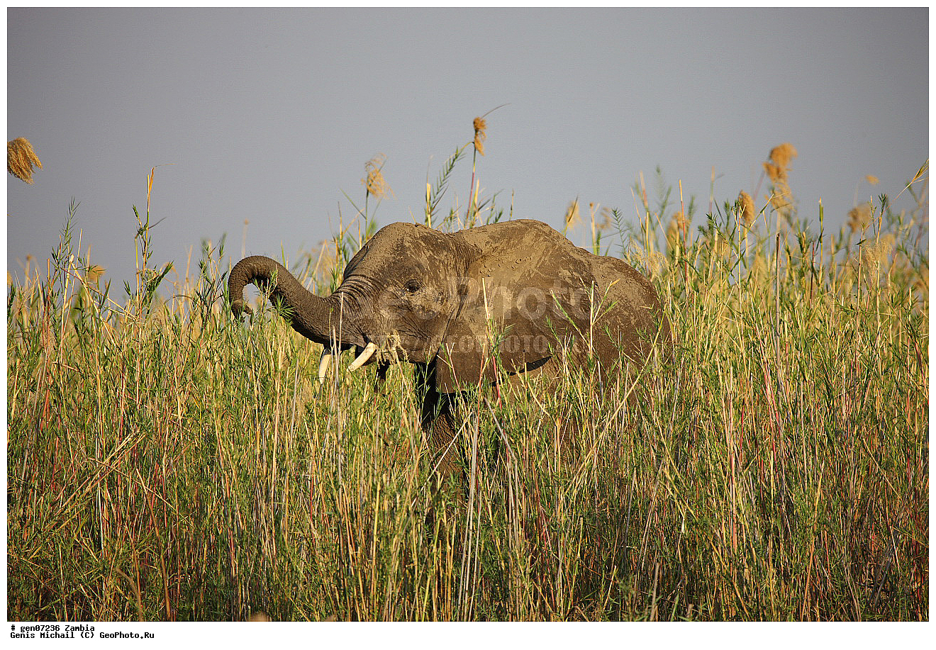 ��������, ��������, �������������, �������������, �����, �����, XYZ, ��������, Proboscidea, �������� ����, Loxodonta africana, ������, Elephas africanus, ��������, Elephantidae