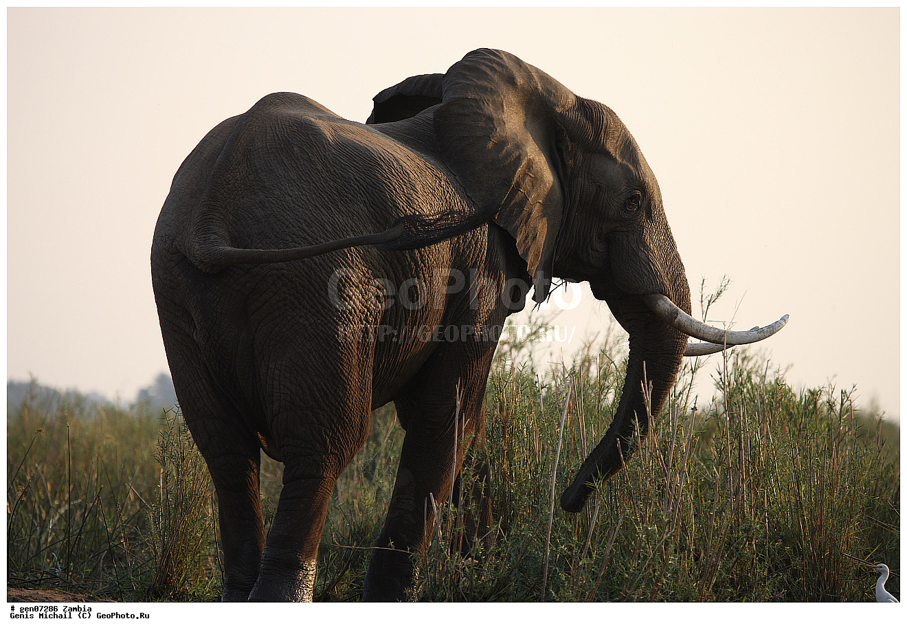 ��������, ��������, �������������, �������������, �����, �����, XYZ, ��������, Proboscidea, �������� ����, Loxodonta africana, ������, Elephas africanus, ��������, Elephantidae