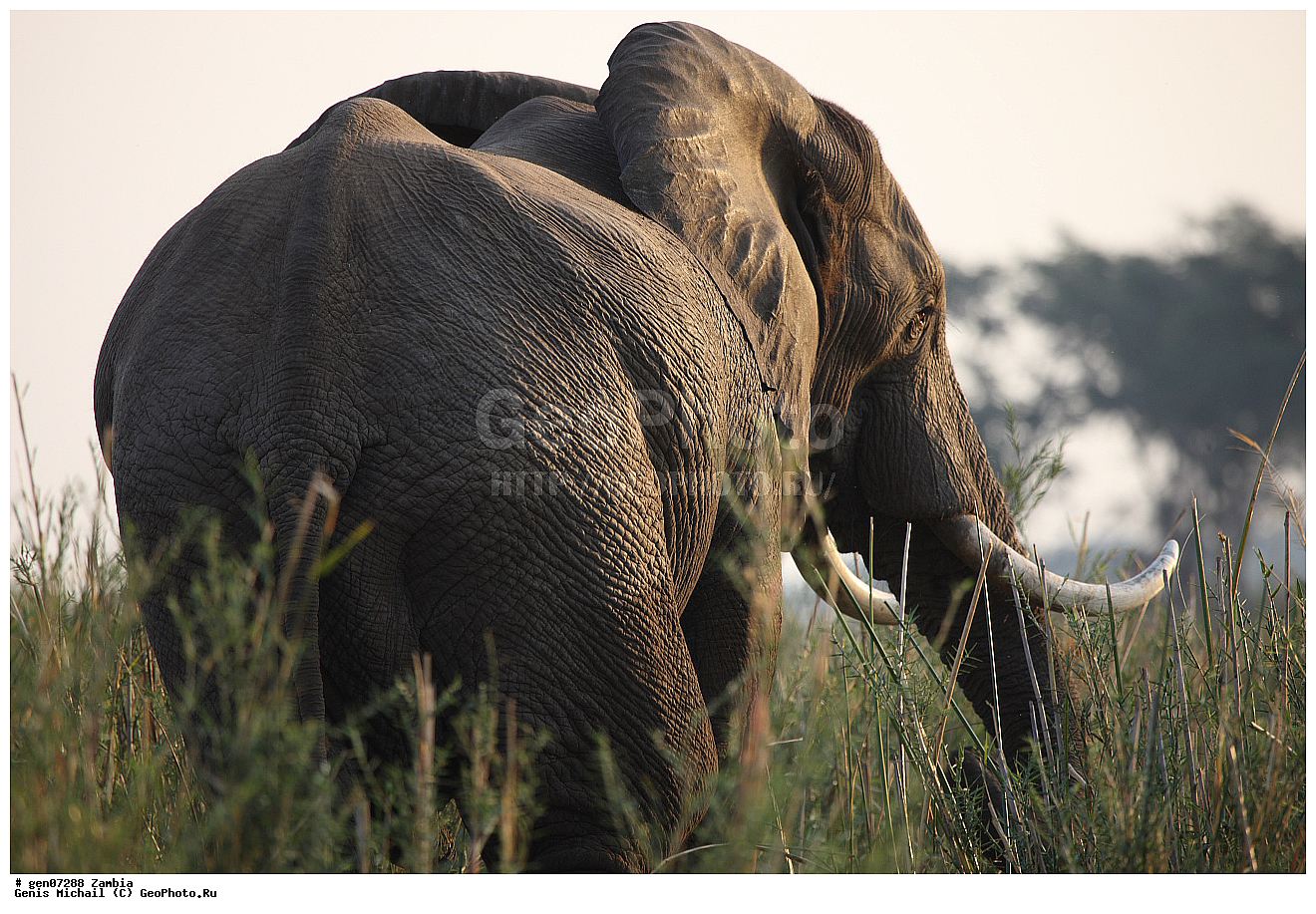 ��������, ��������, �������������, �������������, �����, �����, XYZ, ��������, Proboscidea, �������� ����, Loxodonta africana, ������, Elephas africanus, ��������, Elephantidae