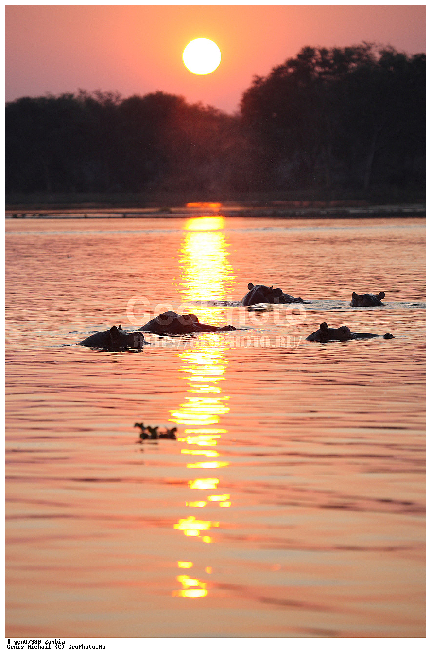 �������������, �����, �����, XYZ, ������, �����������, Hippopotamidae, ������������ �������, ����������, Hippopotamus amphibius