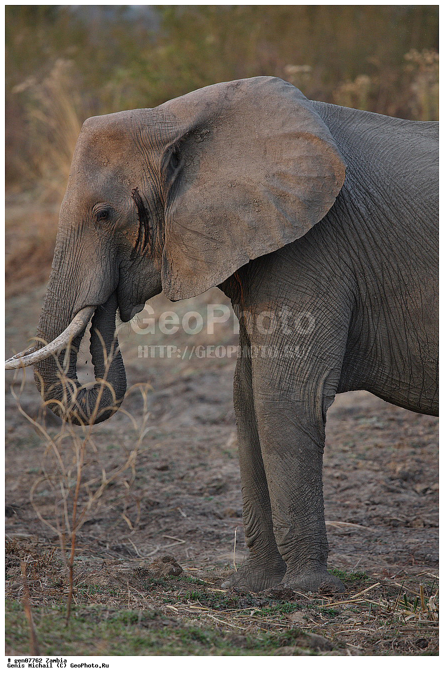 ��������, ��������, �������������, �������������, �����, �����, XYZ, ��������, Proboscidea, �������� ����, Loxodonta africana, ������, Elephas africanus, ��������, Elephantidae