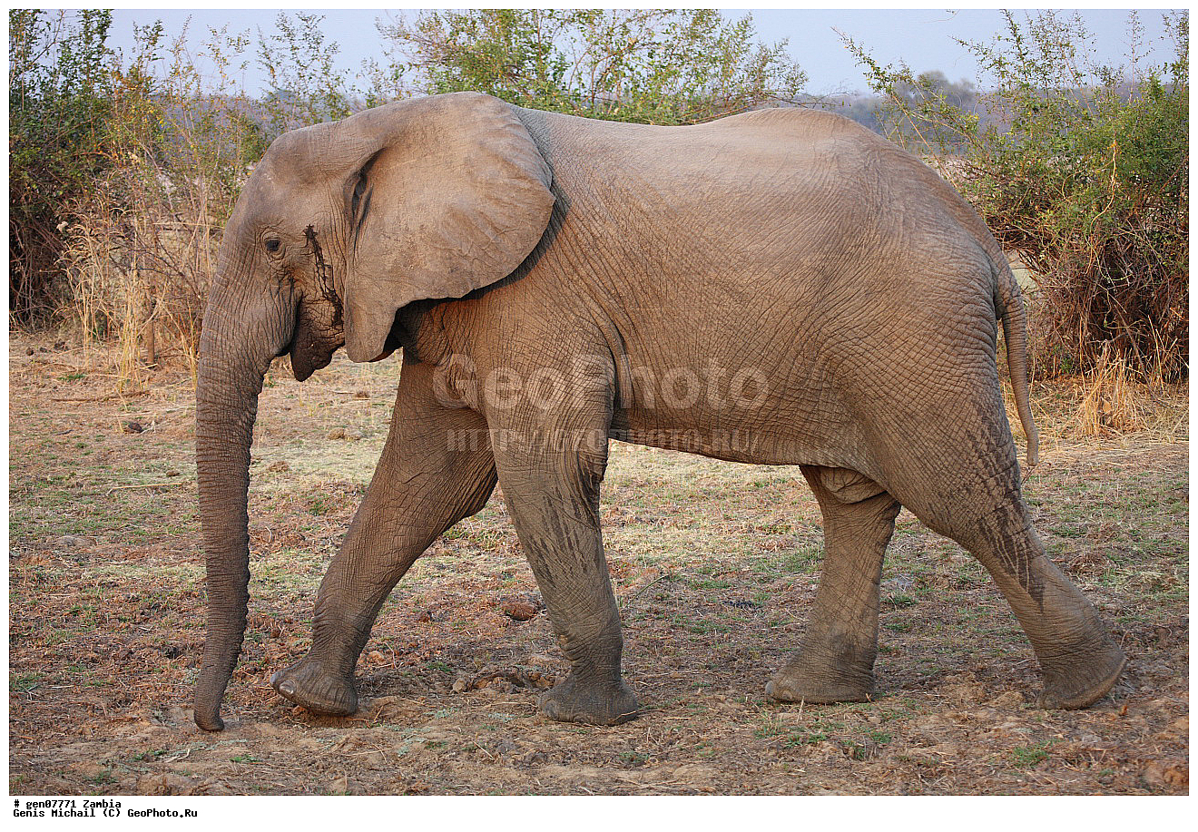 ��������, ��������, �������������, �������������, �����, �����, XYZ, ��������, Proboscidea, �������� ����, Loxodonta africana, ������, Elephas africanus, ��������, Elephantidae