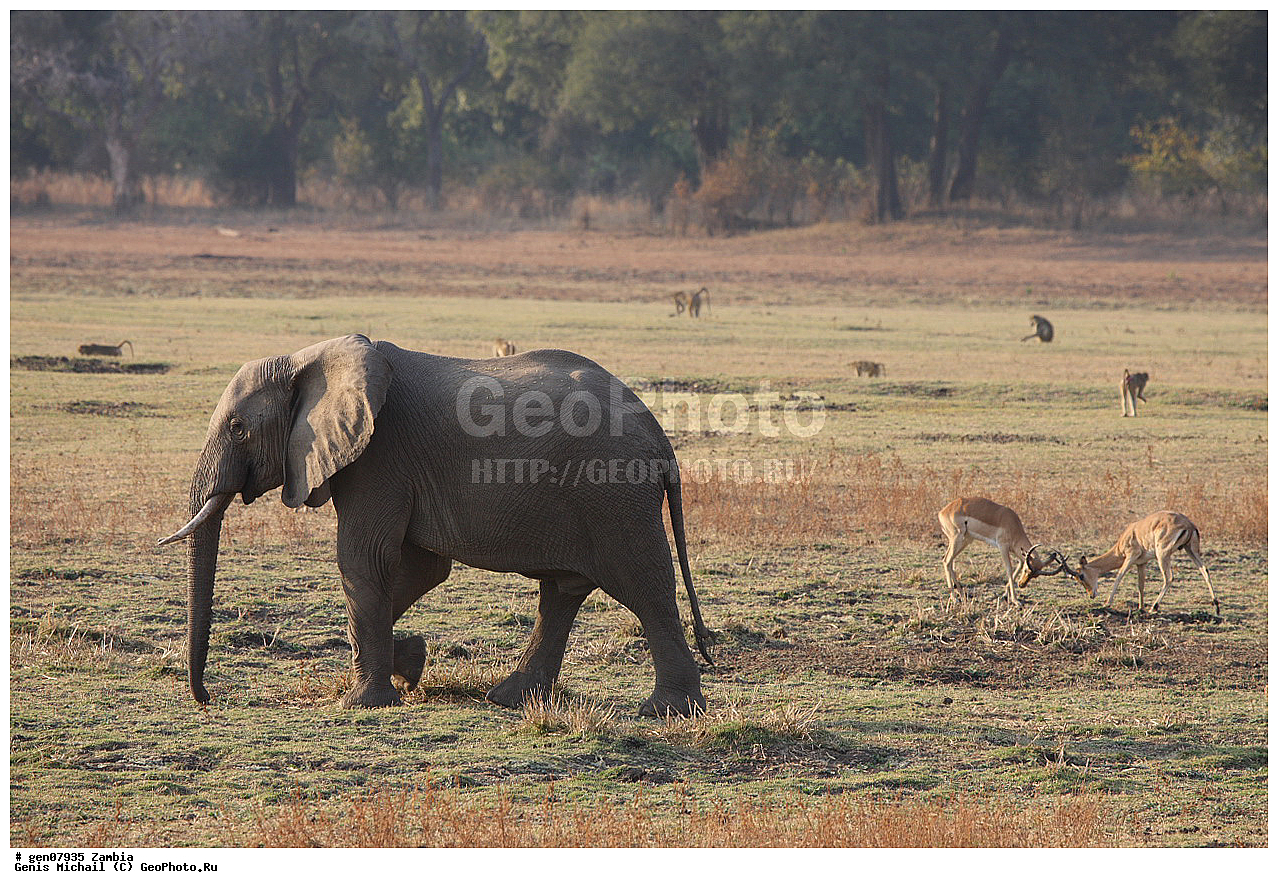 ��������, ��������, �������������, �������������, �����, �����, XYZ, ��������, Proboscidea, �������� ����, Loxodonta africana, ������, Elephas africanus, ��������, Elephantidae