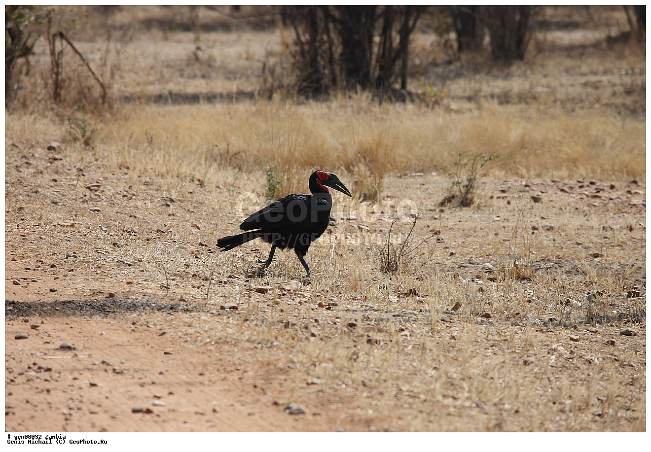 ��������, ��������, �����, �����, ��������, �����������, XYZ, �����-��������, Bucerotidae, �������� ������� �����, ����� ������� �����, Bucorvus leadbeateri, Bucorvus cafer