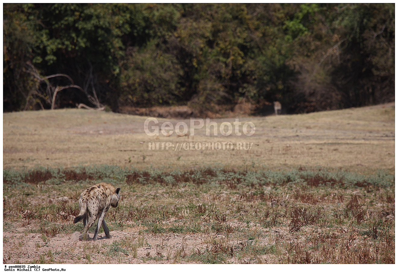 ������, ��������, ��������, �������������, �������������, �����, �����, �������, ������, XYZ, �����, ��������, Hyaenidae, ��������� �����, Crocuta crocuta, Hyaena crocuta, Canis crocuta, ��������, ��������, �������������, �������������, �����, �����, �������, ������, XYZ, �����, ��������, Hyaenidae, ��������� �����, Crocuta crocuta, Hyaena crocuta, Canis crocuta, ��������, ��������