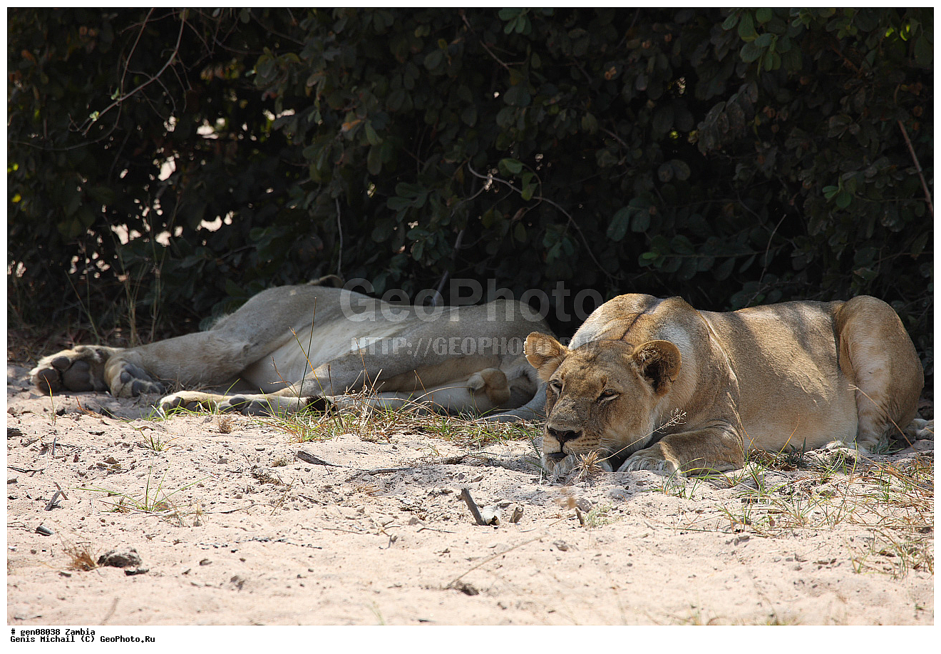 ������, ��������, ��������, �������������, �������������, �����, �����, �������, ������, XYZ, �������, Felidae, ���, Panthera leo, ������