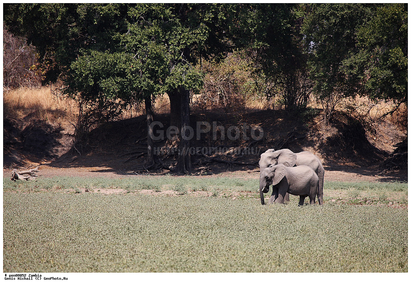 ��������, ��������, �������������, �������������, �����, �����, XYZ, ��������, Proboscidea, �������� ����, Loxodonta africana, ������, Elephas africanus, ��������, Elephantidae