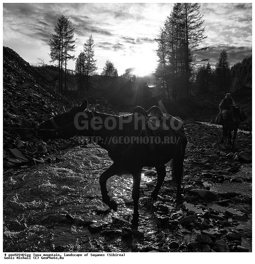 ������, �����, ����, ����, ����, ��������, ������, ������, ���������, ��, ��������, ��������, �������������, �������������, �����, �����, XYZ, ���������, Equidae, �������� ������, Equus ferus caballus