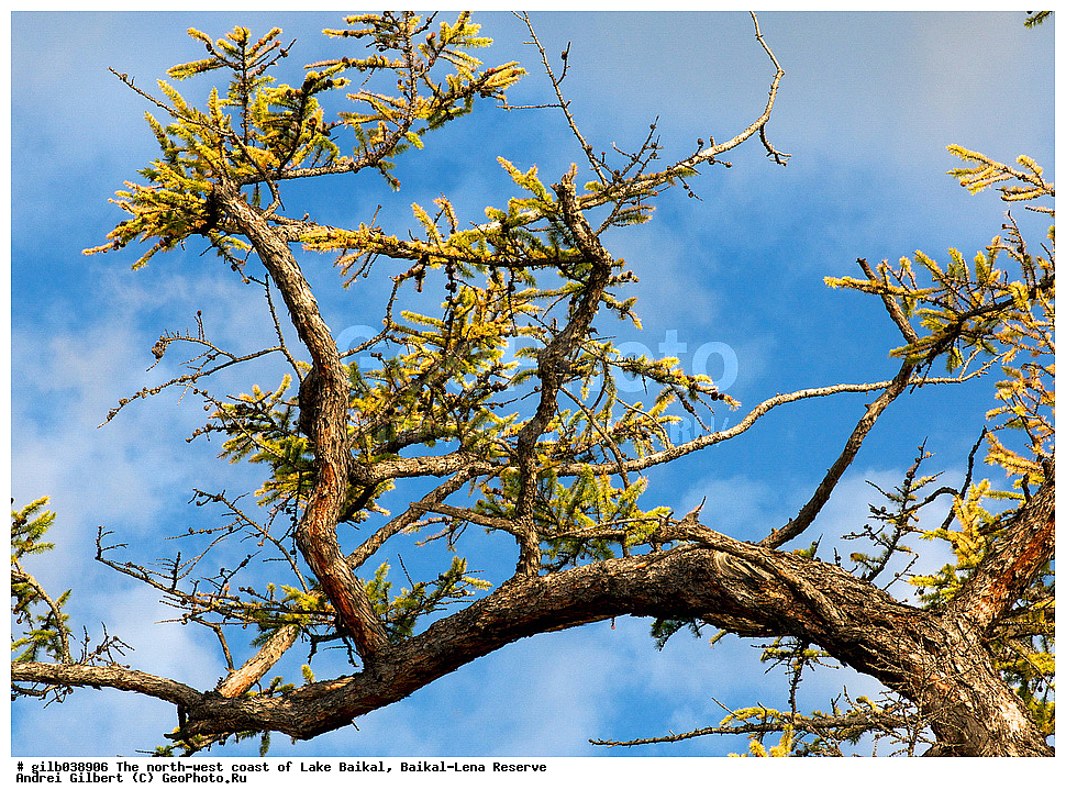 ������, ����, �������-������� ����������, ��������� �������
