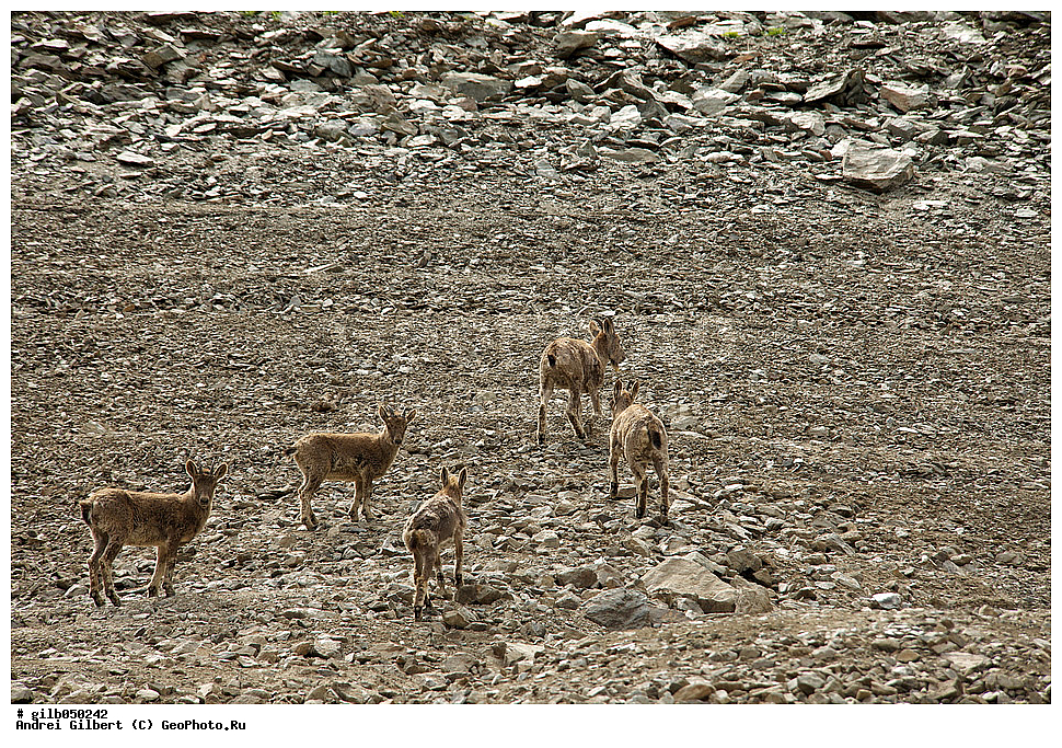 �������, ��������� ������ �����,  �������� ���� 