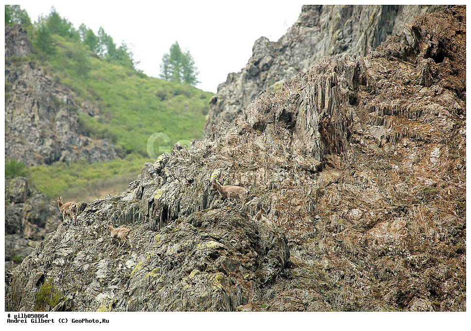 �������, ��������� ������ �����,  �������� ���� 