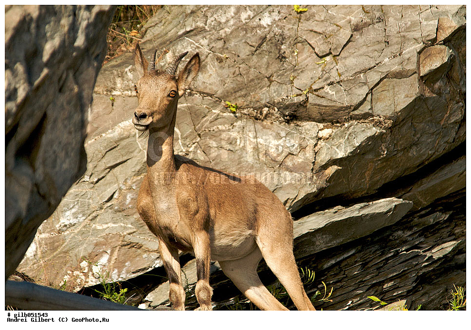 �������, ��������� ������ �����,  �������� ���� 