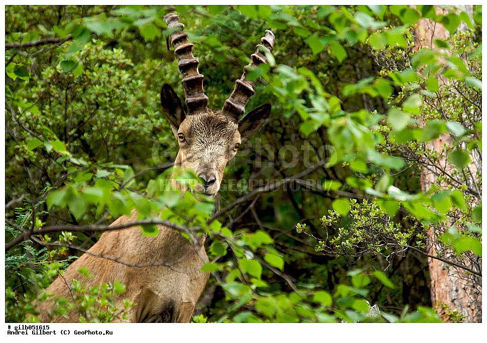 �������, ��������� ������ �����,  �������� ���� 