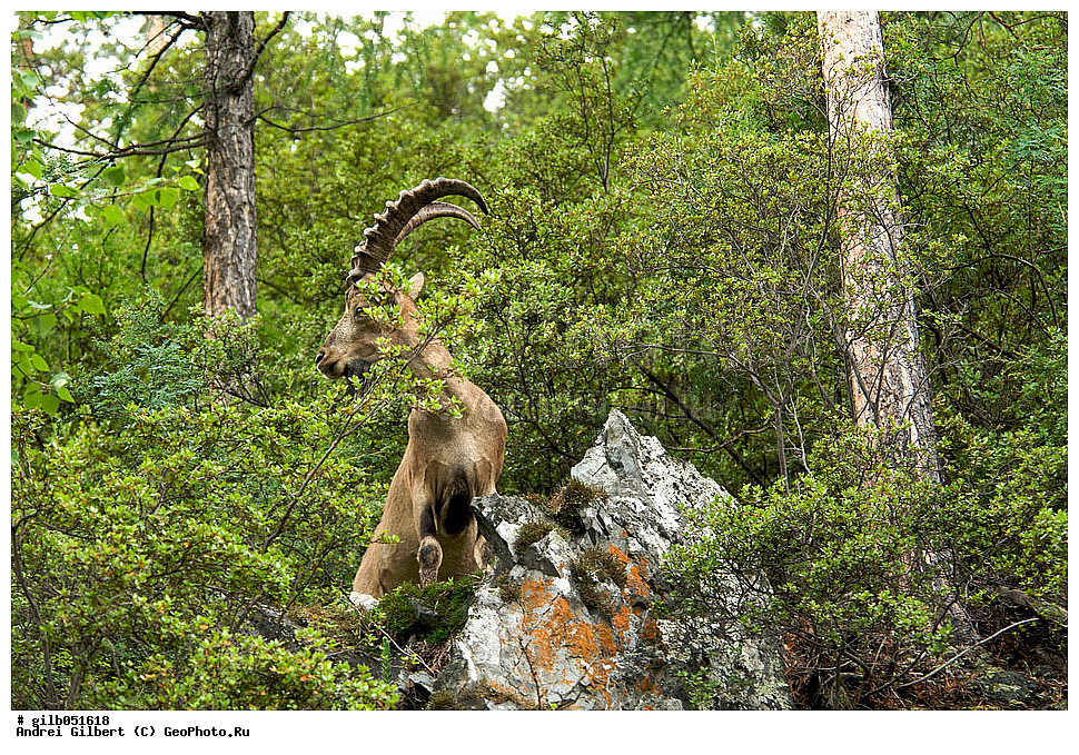 �������, ��������� ������ �����,  �������� ���� 