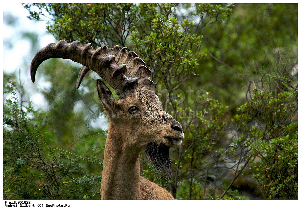 �������, ��������� ������ �����,  �������� ���� 