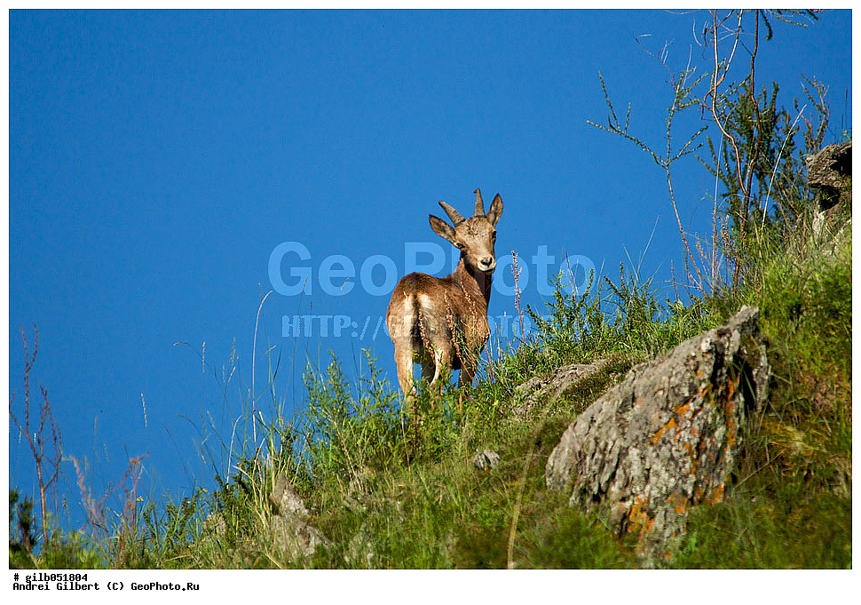 �������, ��������� ������ �����,  �������� ���� 