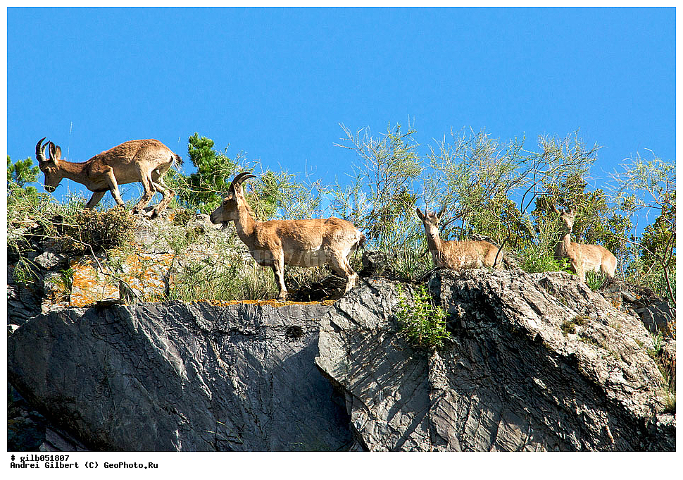 �������, ��������� ������ �����,  �������� ���� 