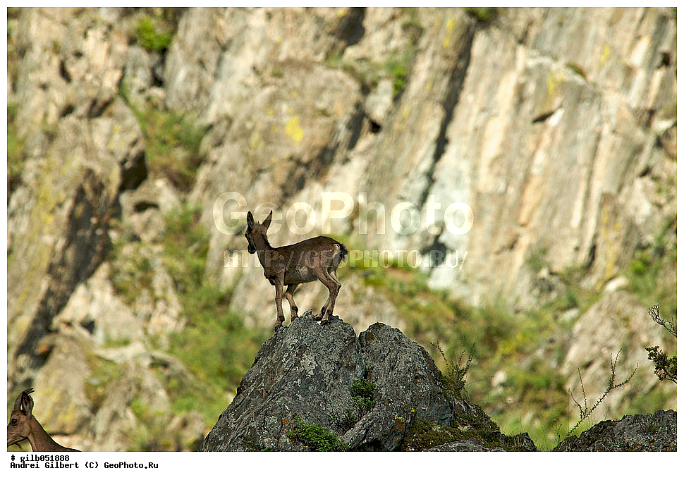 �������, ��������� ������ �����,  �������� ���� 